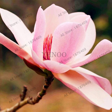Magnolia bonsai,rare potted flower tree flores,home and garden decoration plant,easy to grow,30pcs/bag