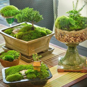200 PCS Irish  Moss Sagina Subulata Bonsai Moss Decorative Grass Potted plant for DIY Home & Garden AAAA