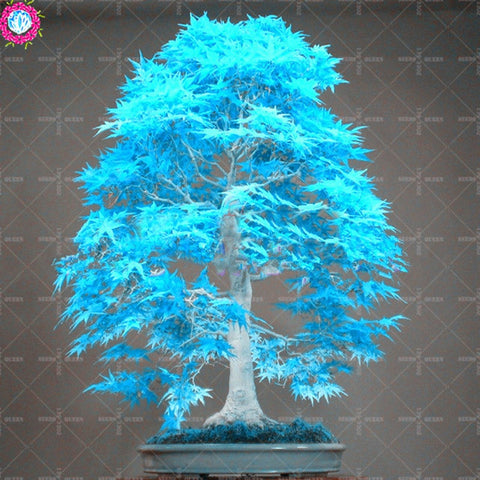 BONSAI 10pcs Blue Maple Tree Rare Japanese Maple Tropical Indoor Bonsai Tree Ornamental Potted Plants for Home Garden Decoration