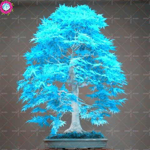 BONSAI 10pcs Blue Maple Tree Rare Japanese Maple Tropical Indoor Bonsai Tree Ornamental Potted Plants for Home Garden Decoration