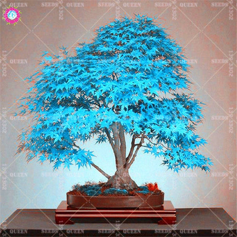 BONSAI 10pcs Blue Maple Tree Rare Japanese Maple Tropical Indoor Bonsai Tree Ornamental Potted Plants for Home Garden Decoration