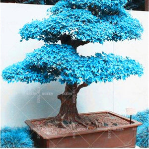 BONSAI 10pcs Blue Maple Tree Rare Japanese Maple Tropical Indoor Bonsai Tree Ornamental Potted Plants for Home Garden Decoration