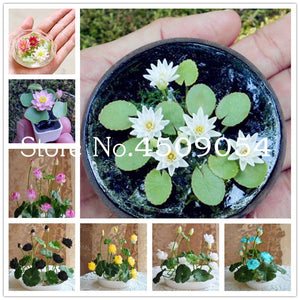 Sale 10 Pcs Mini Bowl lotus Bonsai Hydroponic Plants Aquatic Plants Seedsflower Pot Lotus Water Lily plant Bonsai Garden decor