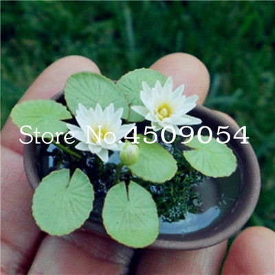 Sale 10 Pcs Mini Bowl lotus Bonsai Hydroponic Plants Aquatic Plants Seedsflower Pot Lotus Water Lily plant Bonsai Garden decor