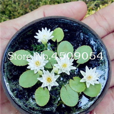 Sale 10 Pcs Mini Bowl lotus Bonsai Hydroponic Plants Aquatic Plants Seedsflower Pot Lotus Water Lily plant Bonsai Garden decor