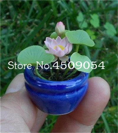 Sale 10 Pcs Mini Bowl lotus Bonsai Hydroponic Plants Aquatic Plants Seedsflower Pot Lotus Water Lily plant Bonsai Garden decor