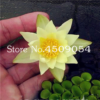Sale 10 Pcs Mini Bowl lotus Bonsai Hydroponic Plants Aquatic Plants Seedsflower Pot Lotus Water Lily plant Bonsai Garden decor