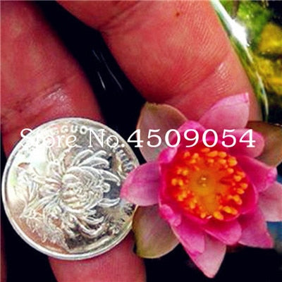 Sale 10 Pcs Mini Bowl lotus Bonsai Hydroponic Plants Aquatic Plants Seedsflower Pot Lotus Water Lily plant Bonsai Garden decor