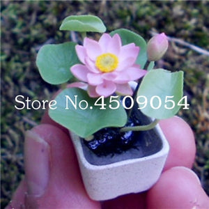 Sale 10 Pcs Mini Bowl lotus Bonsai Hydroponic Plants Aquatic Plants Seedsflower Pot Lotus Water Lily plant Bonsai Garden decor