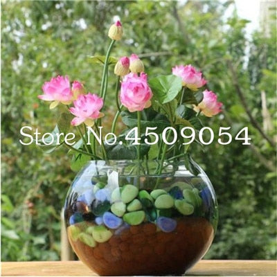 Sale 10 Pcs Mini Bowl lotus Bonsai Hydroponic Plants Aquatic Plants Seedsflower Pot Lotus Water Lily plant Bonsai Garden decor
