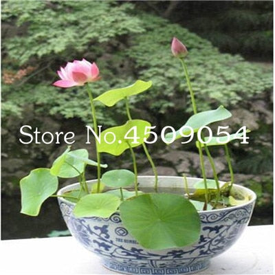 Sale 10 Pcs Mini Bowl lotus Bonsai Hydroponic Plants Aquatic Plants Seedsflower Pot Lotus Water Lily plant Bonsai Garden decor