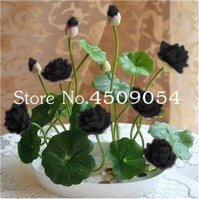 Sale 10 Pcs Mini Bowl lotus Bonsai Hydroponic Plants Aquatic Plants Seedsflower Pot Lotus Water Lily plant Bonsai Garden decor