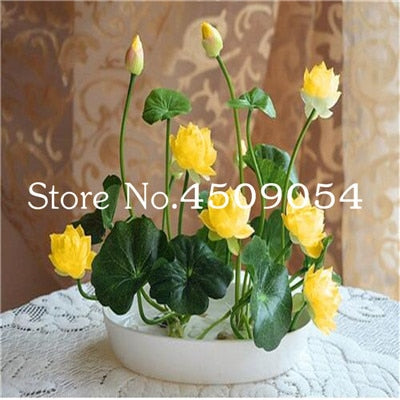 Sale 10 Pcs Mini Bowl lotus Bonsai Hydroponic Plants Aquatic Plants Seedsflower Pot Lotus Water Lily plant Bonsai Garden decor