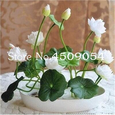 Sale 10 Pcs Mini Bowl lotus Bonsai Hydroponic Plants Aquatic Plants Seedsflower Pot Lotus Water Lily plant Bonsai Garden decor