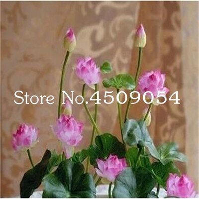 Sale 10 Pcs Mini Bowl lotus Bonsai Hydroponic Plants Aquatic Plants Seedsflower Pot Lotus Water Lily plant Bonsai Garden decor