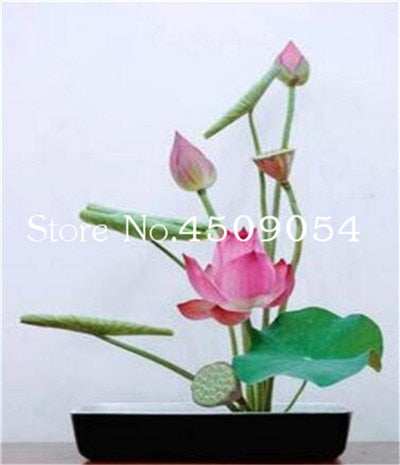 Sale 10 Pcs Mini Bowl lotus Bonsai Hydroponic Plants Aquatic Plants Seedsflower Pot Lotus Water Lily plant Bonsai Garden decor