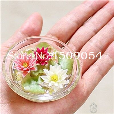 Sale 10 Pcs Mini Bowl lotus Bonsai Hydroponic Plants Aquatic Plants Seedsflower Pot Lotus Water Lily plant Bonsai Garden decor