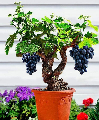 50pcs Grape plants Miniature Grape Bonsai Palnt bonsai Organic Fruit Plantas For Garden Mini-bonsai-tree