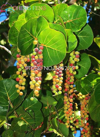 50pcs Grape plants Miniature Grape Bonsai Palnt bonsai Organic Fruit Plantas For Garden Mini-bonsai-tree