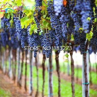50pcs Grape plants Miniature Grape Bonsai Palnt bonsai Organic Fruit Plantas For Garden Mini-bonsai-tree