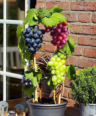 50pcs Grape plants Miniature Grape Bonsai Palnt bonsai Organic Fruit Plantas For Garden Mini-bonsai-tree