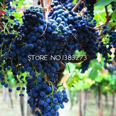 50pcs Grape plants Miniature Grape Bonsai Palnt bonsai Organic Fruit Plantas For Garden Mini-bonsai-tree