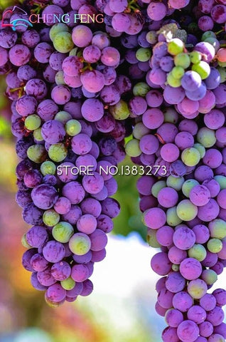 50pcs Grape plants Miniature Grape Bonsai Palnt bonsai Organic Fruit Plantas For Garden Mini-bonsai-tree