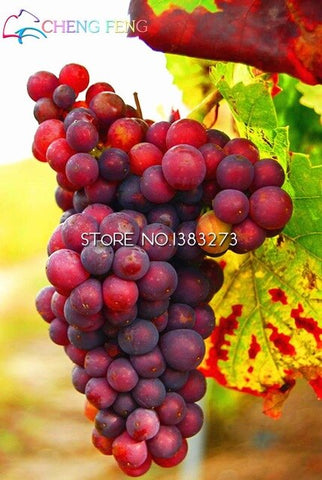 50pcs Grape plants Miniature Grape Bonsai Palnt bonsai Organic Fruit Plantas For Garden Mini-bonsai-tree