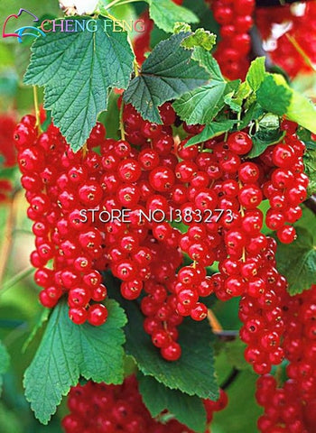 50pcs Grape plants Miniature Grape Bonsai Palnt bonsai Organic Fruit Plantas For Garden Mini-bonsai-tree