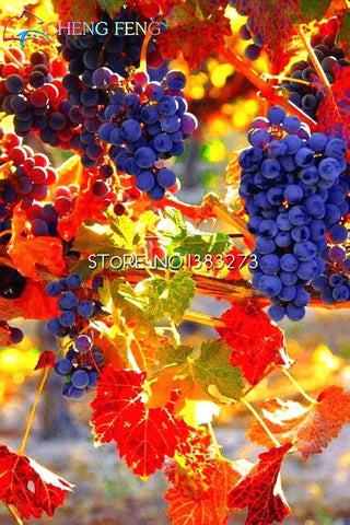 50pcs Grape plants Miniature Grape Bonsai Palnt bonsai Organic Fruit Plantas For Garden Mini-bonsai-tree