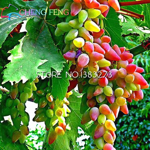 50pcs Grape plants Miniature Grape Bonsai Palnt bonsai Organic Fruit Plantas For Garden Mini-bonsai-tree