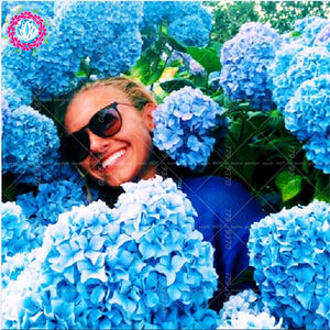 50pcs Blue Hydrangea Bonsai hydrangea flower bonsai perennial flowering plants decorated home garden flower plants