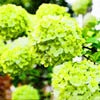 50pcs Blue Hydrangea Bonsai hydrangea flower bonsai perennial flowering plants decorated home garden flower plants