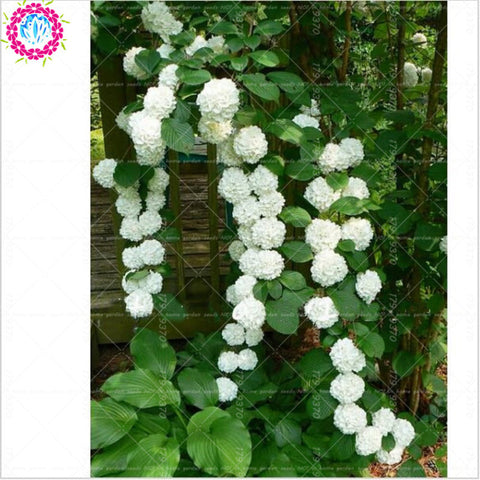 50pcs Blue Hydrangea Bonsai hydrangea flower bonsai perennial flowering plants decorated home garden flower plants
