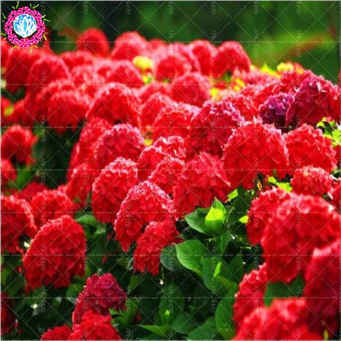 50pcs Blue Hydrangea Bonsai hydrangea flower bonsai perennial flowering plants decorated home garden flower plants