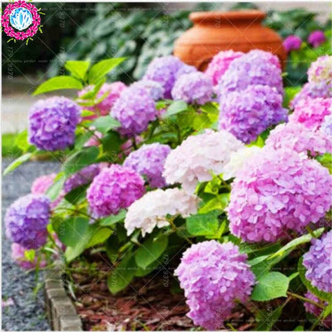 50pcs Blue Hydrangea Bonsai hydrangea flower bonsai perennial flowering plants decorated home garden flower plants