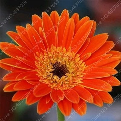New Arrival 100 Pcs Hybrids Gerbera Perennial Flower Bonsai Chrysanthemum Plants Easy Grow for Home Garden Decor Potted Planters