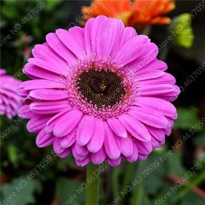 New Arrival 100 Pcs Hybrids Gerbera Perennial Flower Bonsai Chrysanthemum Plants Easy Grow for Home Garden Decor Potted Planters