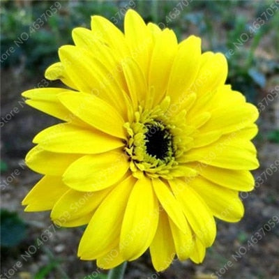 New Arrival 100 Pcs Hybrids Gerbera Perennial Flower Bonsai Chrysanthemum Plants Easy Grow for Home Garden Decor Potted Planters
