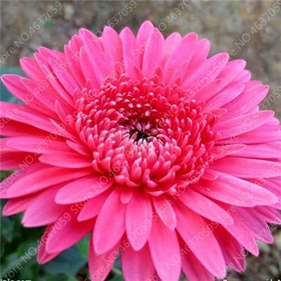 New Arrival 100 Pcs Hybrids Gerbera Perennial Flower Bonsai Chrysanthemum Plants Easy Grow for Home Garden Decor Potted Planters