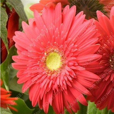New Arrival 100 Pcs Hybrids Gerbera Perennial Flower Bonsai Chrysanthemum Plants Easy Grow for Home Garden Decor Potted Planters