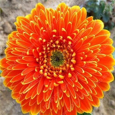 New Arrival 100 Pcs Hybrids Gerbera Perennial Flower Bonsai Chrysanthemum Plants Easy Grow for Home Garden Decor Potted Planters