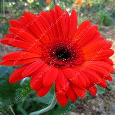 New Arrival 100 Pcs Hybrids Gerbera Perennial Flower Bonsai Chrysanthemum Plants Easy Grow for Home Garden Decor Potted Planters