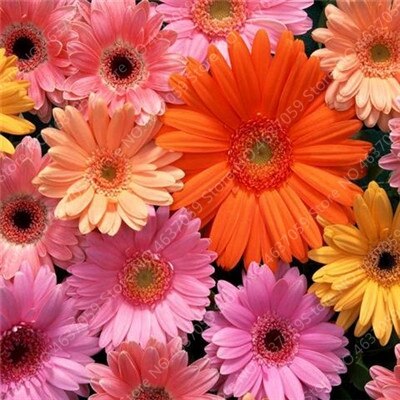 New Arrival 100 Pcs Hybrids Gerbera Perennial Flower Bonsai Chrysanthemum Plants Easy Grow for Home Garden Decor Potted Planters