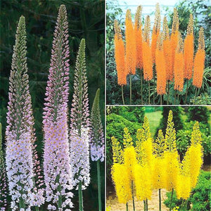 Flower Bonsai 100 Pcs Delphinium Mix Giant Delphinium Cultorum Potted Garden Outdoor Ornamental Planta Sement for Home Decor