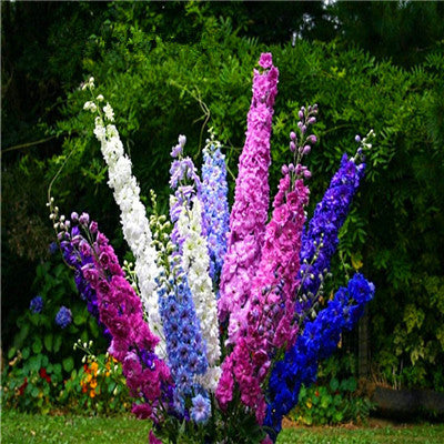 Flower Bonsai 100 Pcs Delphinium Mix Giant Delphinium Cultorum Potted Garden Outdoor Ornamental Planta Sement for Home Decor