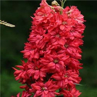 Flower Bonsai 100 Pcs Delphinium Mix Giant Delphinium Cultorum Potted Garden Outdoor Ornamental Planta Sement for Home Decor
