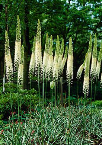 Flower Bonsai 100 Pcs Delphinium Mix Giant Delphinium Cultorum Potted Garden Outdoor Ornamental Planta Sement for Home Decor
