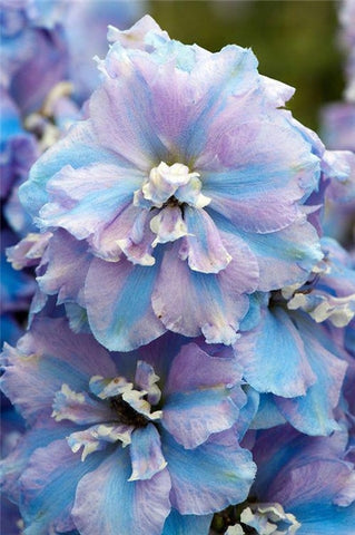 Flower Bonsai 100 Pcs Delphinium Mix Giant Delphinium Cultorum Potted Garden Outdoor Ornamental Planta Sement for Home Decor