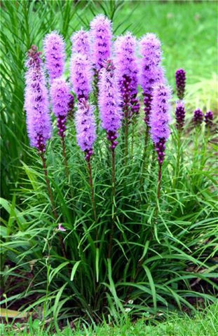 Flower Bonsai 100 Pcs Delphinium Mix Giant Delphinium Cultorum Potted Garden Outdoor Ornamental Planta Sement for Home Decor